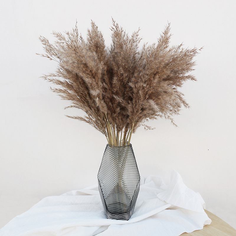 Pampas Grass Decor - 10 قطع من أعشاب البامباس الطبيعية