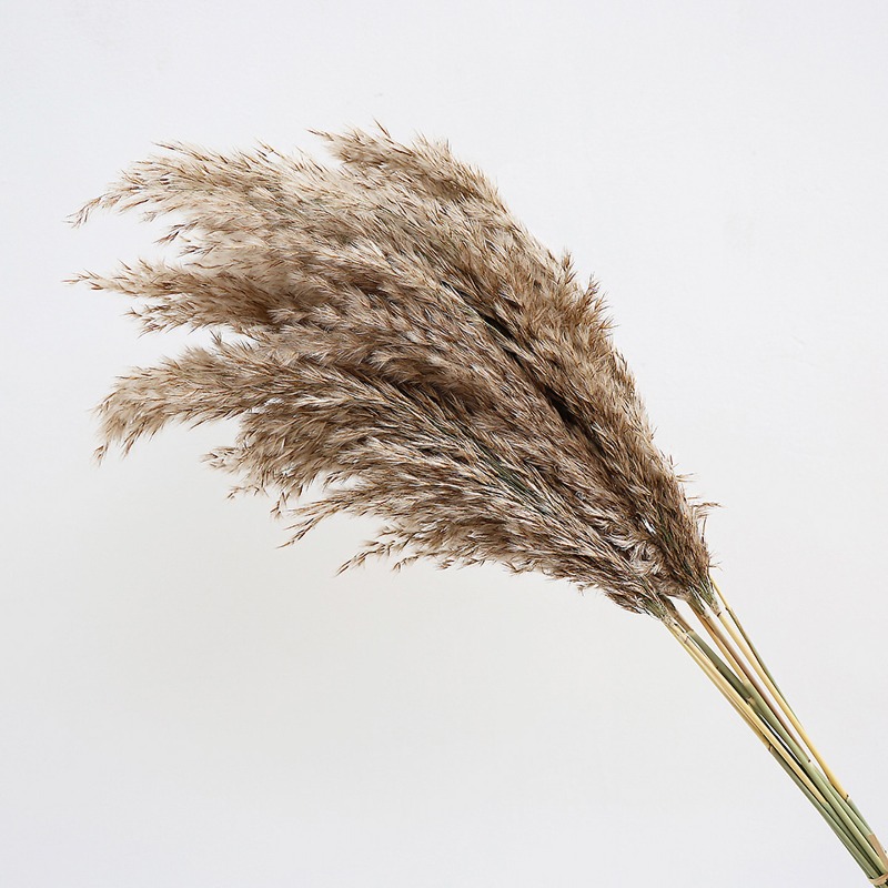 10 قطع من أعشاب البامباس الطبي - مراجعة Pampas Grass Decor وسعره